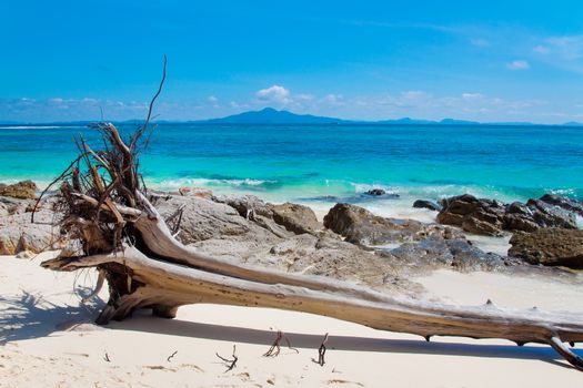 Asian beach view with rocks and dry tree with large roots 