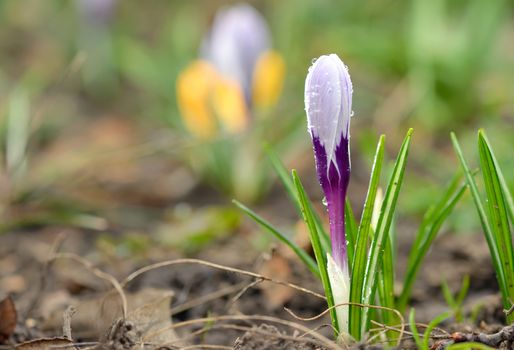 Crocus on a meadow in spring