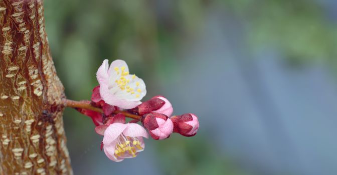 Pink cherry blossom and dew drops
