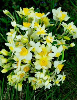 Bunch of Various Yellow and White Spring Daffodils into Green Grass Outdoors. Focus on Foreground