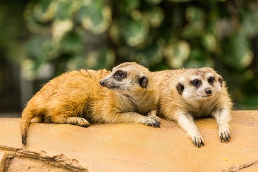 Meerkat resting on ground in zoo, Thailand.