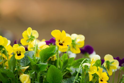 Flowers in the small garden, blur background.