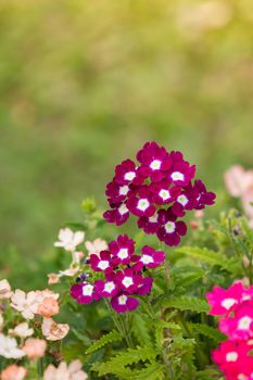 Flowers in the small garden, blur background.