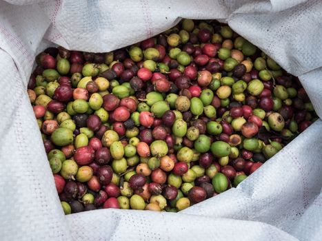 fresh coffee beans before roast in sack.