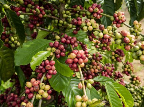 Coffee seeds in a plantation, Chumphon province, Thailand.