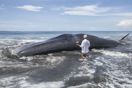 INDONESIA, Klungkung: A Hindu priest places an offering for a beached sperm whale on Watu Tumpang Beach, in Klungkung,  eastern Bali, Indonesia, on March 14, 2016. The 16,2 meter long marine mammal was found dead by the local villagers early in the morning.