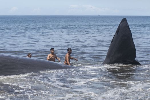 INDONESIA, Klungkung: Villagers try to pull a beached sperm whale on Watu Tumpang Beach, in Klungkung,  eastern Bali, Indonesia, on March 14, 2016. The 16,2 meter long marine mammal was found dead by the local villagers early in the morning.