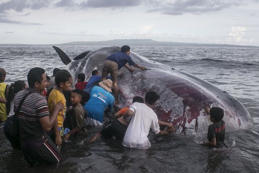 INDONESIA, Klungkung: Villagers try to snatch the skin of a beached sperm whale on Watu Tumpang Beach, in Klungkung,  eastern Bali, Indonesia, on March 14, 2016. The 16,2 meter long marine mammal was found dead by the local villagers early in the morning.