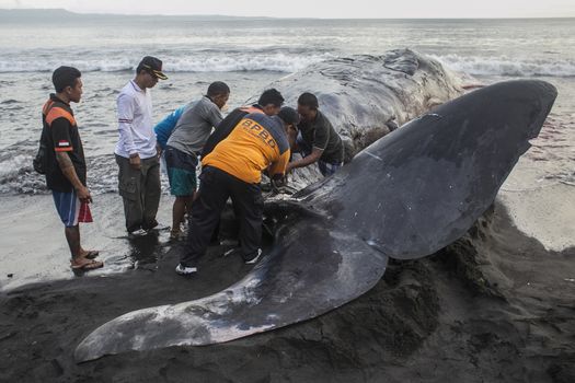 INDONESIA, Klungkung: Volunteers try to tie the tail of a beached sperm whale on Watu Tumpang Beach, in Klungkung,  eastern Bali, Indonesia, on March 14, 2016. The 16,2 meter long marine mammal was found dead by the local villagers early in the morning.