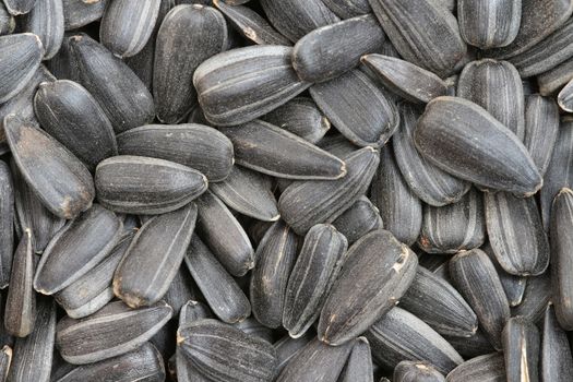 sunflower seeds background macro