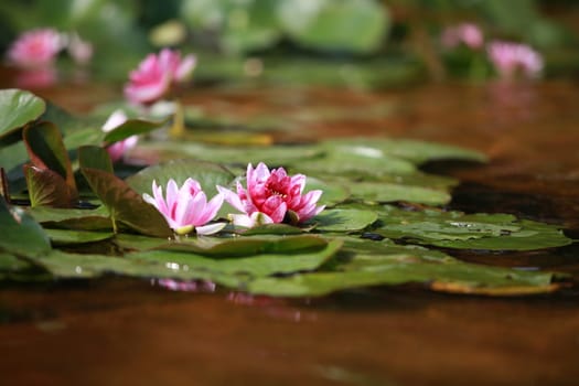 wildflower waterlily blossoms in nature