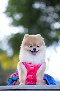 A beautiful little full body of a Pomeranian dog with cute expression in the face standing and watching other dogs in the park outdoors