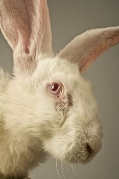 Vertical front view portrait of a white rabbit with huge ears on gray background