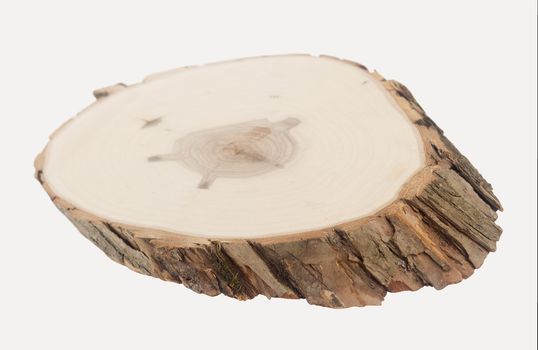 A slice of wood from a tree in perspective isolated on white background
