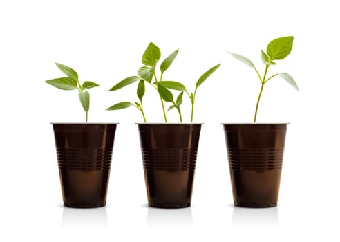 Small green plants in pots. Isolated on white.