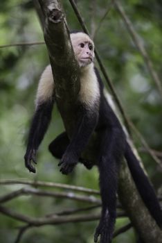 Gracile Capuchin Monkey in a costa Rica tropical forest lying on a tree branch, vertical image.