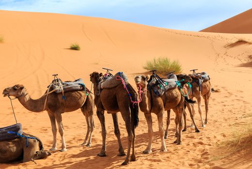 camels are in the dunes, Sahara desert, Morocco, Africa