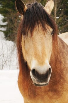 Close up of a hairy horse