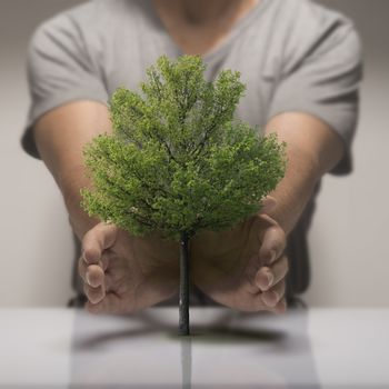 Two hands around a small tree, symbol of ecology or environmental protection.