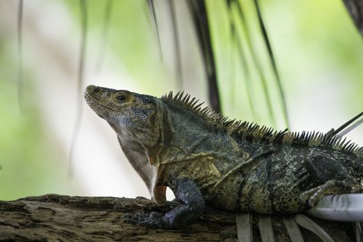 Black Ctenosaur or Ctenosaura similis in a Costa Rica tropical forest, profile view 