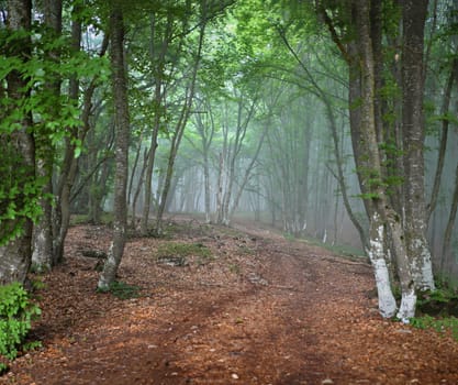 Green spring misty forest. May in Crimea. 