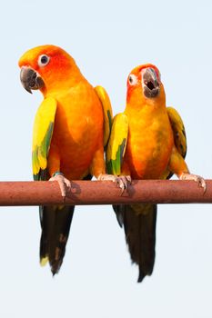 close up beautiful colorful parrot sitting on log