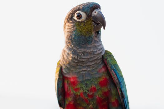 close up beautiful colorful parrot sitting on log