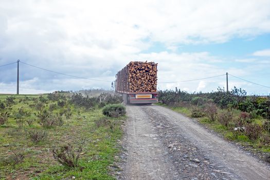 Trucks with load of tree trunks of eucalyptus