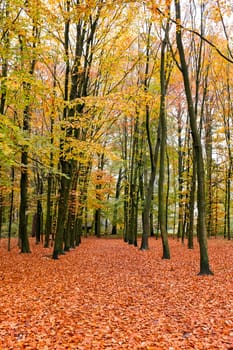 Fall in the forest in the Netherlands