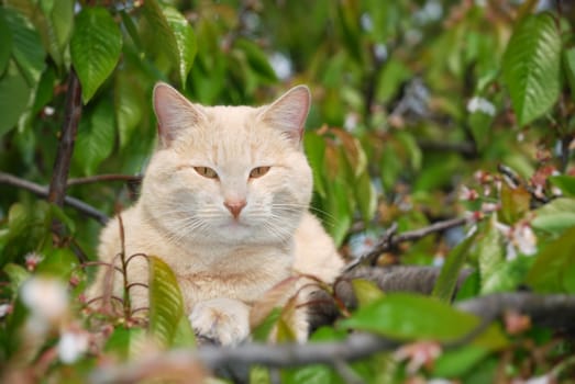 Cream colored male cat sitting on a cherry tree looking at the camera.