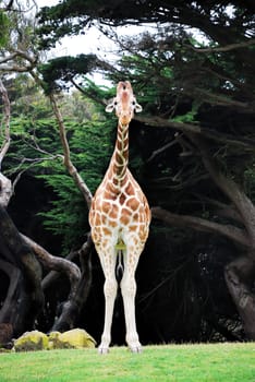 Giraffe standing on the grass looking at the camera.