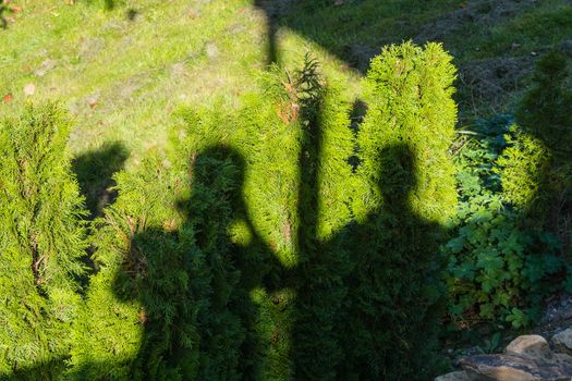 Shadow of two people on a green hedge.