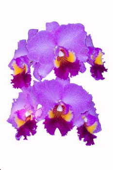 Cattleya color purple with clipping path on white background
