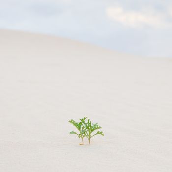 Two new green plant sprouts in desert sands. New life concept. 