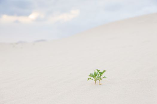 Two new green plant sprouts in desert sands. New life concept. 