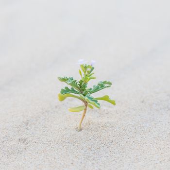 Single sprout blooming in desert sands. New life concept. 