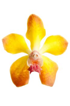 beautiful yellow vanda orchid flower, isolated on white background