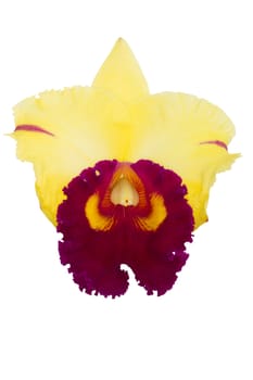 Cattleya orchid orange flower on a white background.