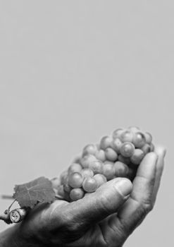 Vertical front view of a hard working hand holding up a fresh grape with leaf on grey background