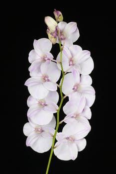 Pink orchid on a white background