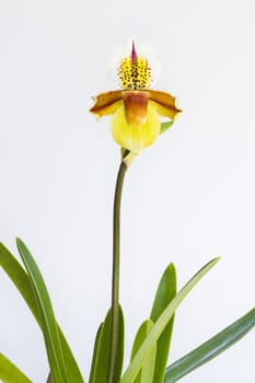 Paphiopedilum orchid flowers with  on  white background.