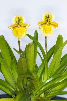 Paphiopedilum exul, Paphiopedilum orchid flowers with two  on  white background.