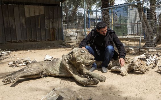 GAZA STRIP, Khan Younis: Palestinian zoo owner Mohammad Oweida shows stuffed animals that died during the 2014 war, at the Khan Younis Zoo, southern Gaza Strip, on March 15, 2016. Around 200 animals have starved to death in the zoo since a seven-week war between Israel and Palestinian militants in 2014. Oweida has stuffed 15 of them and now has to sell  the survivors in order to save them.
