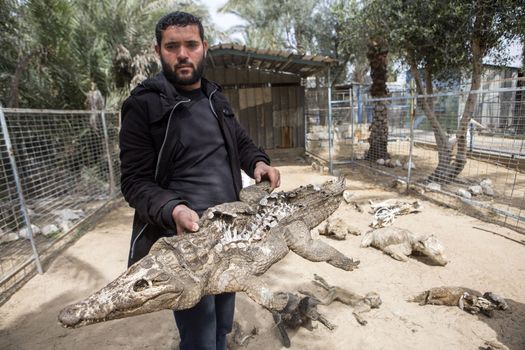 GAZA STRIP, Khan Younis: Palestinian zoo owner Mohammad Oweida shows a stuffed crocodile that died during the 2014 war, at the Khan Younis Zoo, southern Gaza Strip, on March 15, 2016. Around 200 animals have starved to death in the zoo since a seven-week war between Israel and Palestinian militants in 2014. Oweida has stuffed 15 of them and now has to sell  the survivors in order to save them.