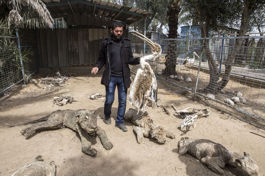 GAZA STRIP, Khan Younis: Palestinian zoo owner Mohammad Oweida shows a stuffed pelican that died during the 2014 war, at the Khan Younis Zoo, southern Gaza Strip, on March 15, 2016. Around 200 animals have starved to death in the zoo since a seven-week war between Israel and Palestinian militants in 2014. Oweida has stuffed 15 of them and now has to sell  the survivors in order to save them.