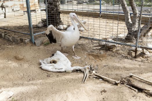 GAZA STRIP, Khan Younis: A pelican walks close to a dead and mummified fellow creature that died during the 2014 war, at the Khan Younis Zoo, southern Gaza Strip, on March 15, 2016. Around 200 animals have starved to death in the zoo since a seven-week war between Israel and Palestinian militants in 2014. Palestinian zoo owner Mohammad Oweida has stuffed 15 of them and now has to sell  the survivors in order to save them.