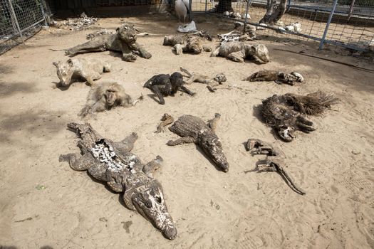 GAZA STRIP, Khan Younis: Stuffed animals are seen at the Khan Younis Zoo, southern Gaza Strip, on March 15, 2016. Around 200 animals have starved to death in the zoo since a seven-week war between Israel and Palestinian militants in 2014. Palestinian zoo owner Mohammad Oweida has stuffed 15 of them and now has to sell  the survivors in order to save them.