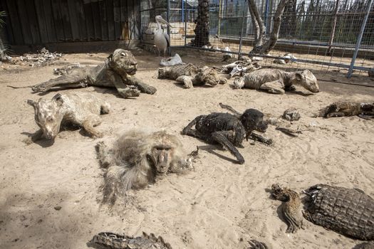 GAZA STRIP, Khan Younis: Stuffed animals are seen at the Khan Younis Zoo, southern Gaza Strip, on March 15, 2016. Around 200 animals have starved to death in the zoo since a seven-week war between Israel and Palestinian militants in 2014. Palestinian zoo owner Mohammad Oweida has stuffed 15 of them and now has to sell  the survivors in order to save them.