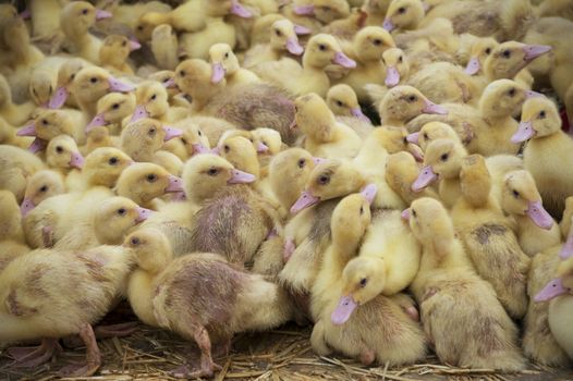 Livestock farming, many ducklings very close together. 