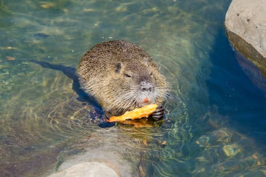 European Beaver eating a carrot, sitting half in the water